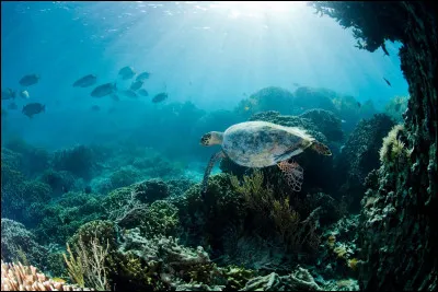 Quel Pokémon fabuleux est le prince des océans ?