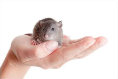 "L'important c'est la rose", c'est Gilbert Bécaud qui chante, que fait cette rose sur le temps ?