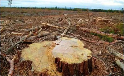 Alors que "Les roses ont des épines" pour Gims, comment est la forêt ?