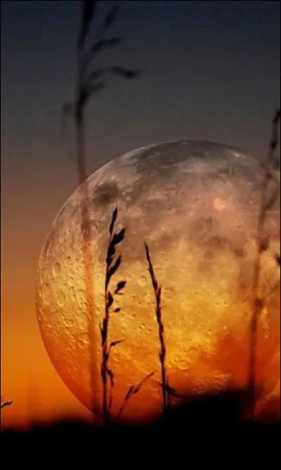 Richard Cocciante ne sait vraiment plus quoi faire pour sa "Marguerite". 
"Et pour que cette longue nuit
Ne soit plus jamais noire et profonde
Je demanderai à la lune
...
Que demandera-t-il à la lune ?