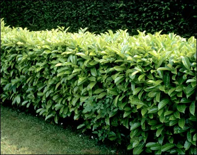 Après 20 ans soldat, "Fanfan la tulipe" se repose sous le chaume hospitalier, à part la rose que cultive-t-il ?