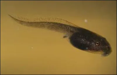 Cet animal est un ...