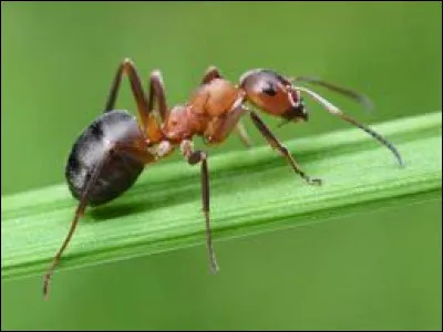 Nous terminons ce quiz avec cette ...