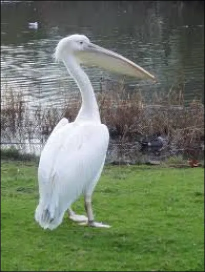 Comment orthographie-t-on le nom de cet oiseau ?