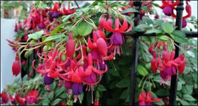 Ces fleurs sont des ...