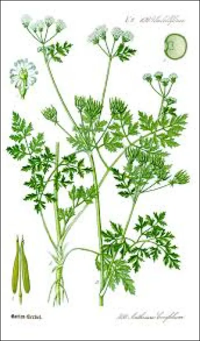 Quel est le nom de cette plante ?