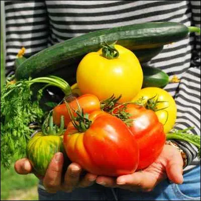Quelle plante potagère de la famille des fabacées possède des cultivars express à longue cosse ou téléphone à rames ?