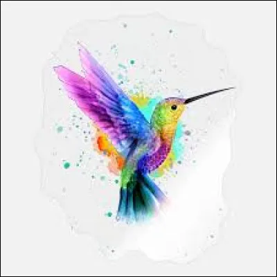 Parmi ces trois espèces de colibris, lequel est le colibri Héloïse ?