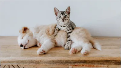 Es-tu team chat ou team chien ?