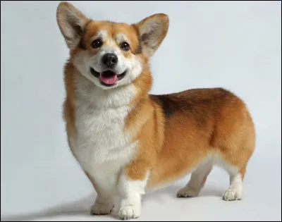 Quel est cet animal ?