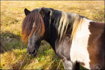 Comment s'appelle la frange d'un cheval ?