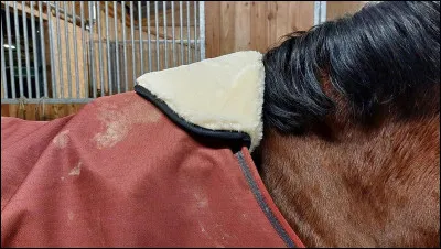 À partir de quelle taille définit-on un cheval ?