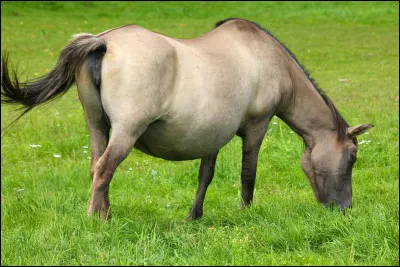 Combien de temps la gestation d'une jument dure-t-elle ?