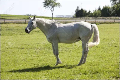 Comment appelle-t-on la plus vieille jument d'un troupeau sauvage ?