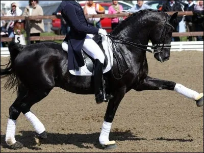 Comment le cheval de dressage Totilas est-il mort ?