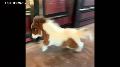 Quelle taille mesure le plus petit cheval du monde ?