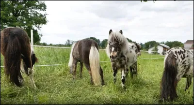 Quelle est la race du plus petit poney du monde ?
