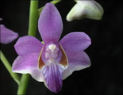 En quelle année le Grand Prix du festival de Cannes est-il devenu la Palme d'or ?