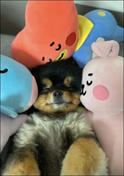 Et pour finir, choisis un endroit de repos pour ton animal :