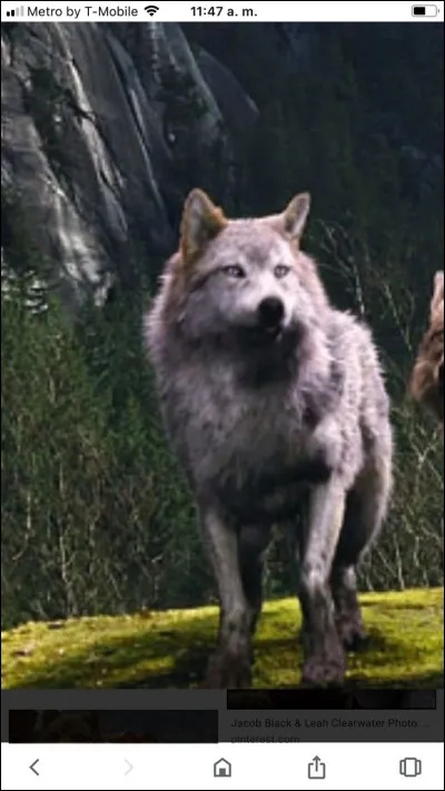 Tu préfères les vampires, les énormes loups ou tout simplement une personne normale ? Enfin normale... Personne n'est normal !