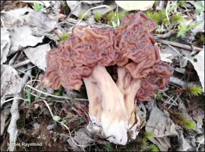 Les principales toxines de Gyromitra esculenta sont la gyromitrine et son métabolite, la monométhylhydrazine (MMH). Ces composés sont responsables de la toxicité du champignon. Bien que certaines méthodes de préparation, comme le séchage ou la cuisson prolongée, puissent réduire la teneur en toxines, elles n'éliminent pas complètement le danger. La consommation de ce champignon est fortement déconseillée.
Est-ce vrai ?