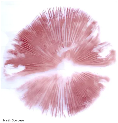 Quand une basidiospore atterrit dans un environnement favorable, elle germe et donne naissance à un mycélium primaire, qui est haploïde (une seule copie de chaque chromosome).
Est-ce vrai ?