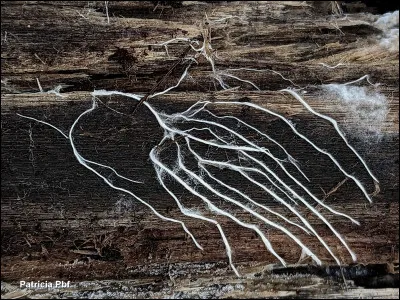 Pour former un nouveau champignon, deux mycéliums primaires compatibles (de types sexuels opposés), doivent fusionner pour créer un mycélium secondaire. C'est ce mycélium secondaire qui produit les fructifications (les champignons visibles).
Est-ce vrai ?