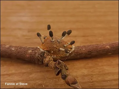 Ce champignon, qualifié de parasite, dépend d'un insecte hôte pour accomplir son cycle de vie. Il envahit et tue l'insecte (cochenille) afin de se développer. Quel est son nom ?