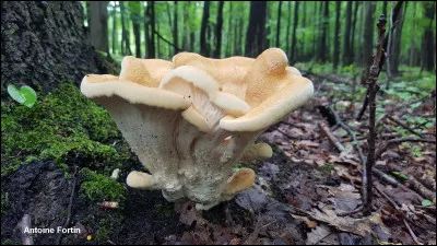 Un contexte subéreux est un contexte...