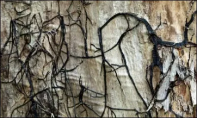 Le plus grand organisme vivant connu est un champignon : l'armillaire commun (Armillaria ostoyae), qui s'étend sur près de 9,7 km², en Oregon. Les rhizomorphes de cette espèce ressemblent à :