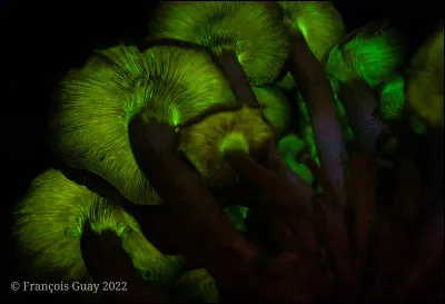 Certaines espèces possèdent la capacité de bioluminescence, leur permettant démettre de la lumière dans lobscurité. Sélectionnez la réponse où les deux espèces peuvent partager cette caractéristique.
