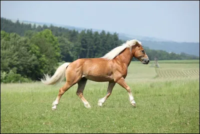 Ce cheval est...