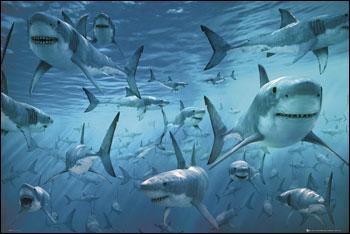 Combien existe- t-il environ d'espces de requins ?