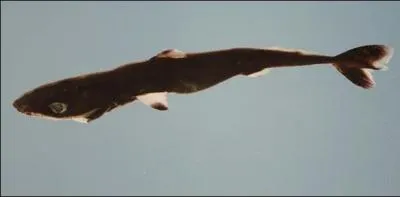 De quelle taille est le requin nain ( Squaliolus laticaudus ) ?