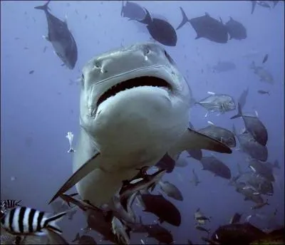 Combien d'espces de requins sont dites dangereuses pour l'homme ?