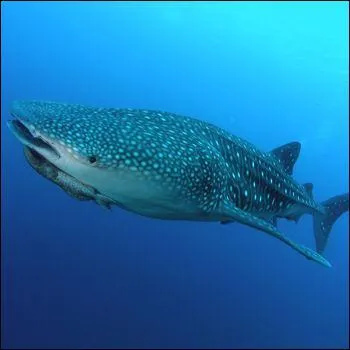 Quelle taille peut atteindre le requin baleine ( Rhincodon typus ) ?