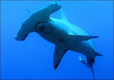Le grand requin marteau (Sphyrna mokarran ) est dangereux pour l'homme.
