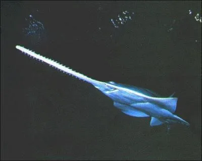 Lequel de ces requins se laisse approcher par l'homme car il ne le craint pas ?