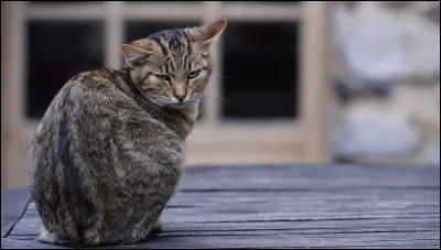 Quelles sont les conséquences de la maltraitance animale ?