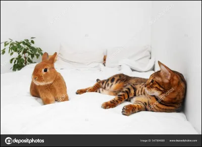 Les animaux domestiques sont-ils les seuls à pouvoir être maltraités ?