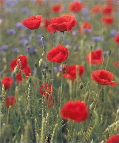 Magnolia/coquelicot/perroquet/trfle/chne : lequel est l'intrus ?