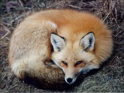 Renard/tilleul/brochet/pluie : lequel est l'intrus ?