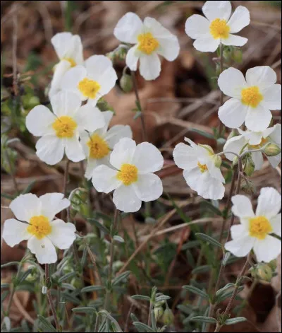 Quelle est cette fleur ?