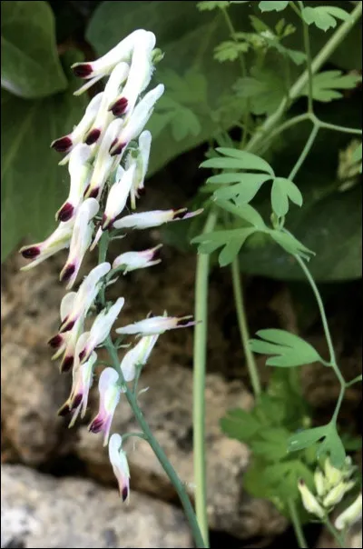 Quelle est cette fleur ?