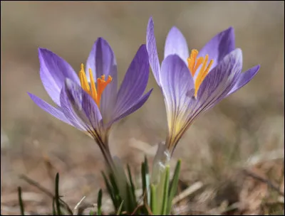 Quelle est cette fleur ?