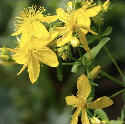 Quelle est cette fleur ?