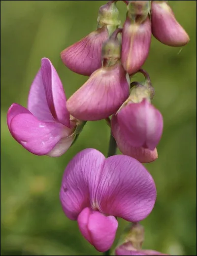 Quelle est cette fleur ?