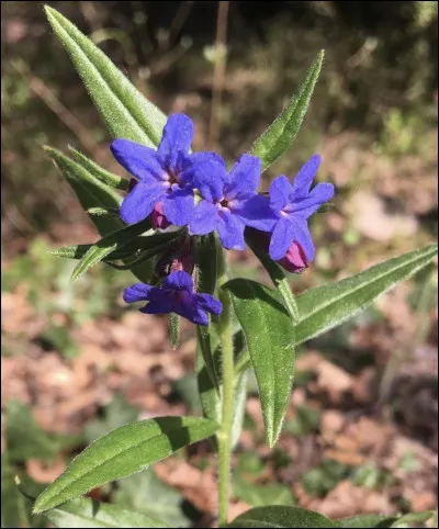 Quelle est cette fleur ?