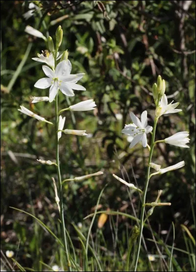 Quelle est cette fleur ?