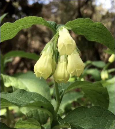 Quelle est cette fleur ?